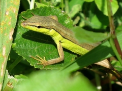 Takydromus sexlineatus