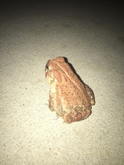 Anaxyrus terrestris