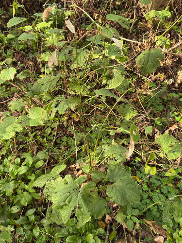 Lunaria rediviva, photograph 2