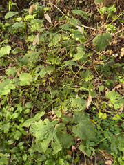 Lunaria rediviva, photograph (c) Nikita Lavrenov, some rights reserved (CC BY)