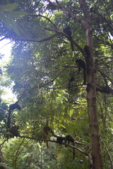 Eulemur macaco