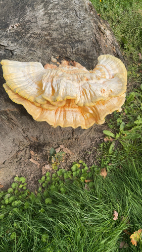 chicken of the woods