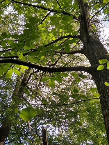 Sweet Chestnut