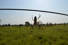 Trichonephila senegalensis