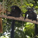Black Lemur - Photo (c) Miranda Mikel Buckley, some rights reserved (CC BY-NC), uploaded by Miranda Mikel Buckley