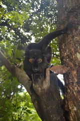 Eulemur macaco