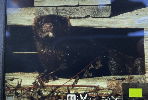 American Mink