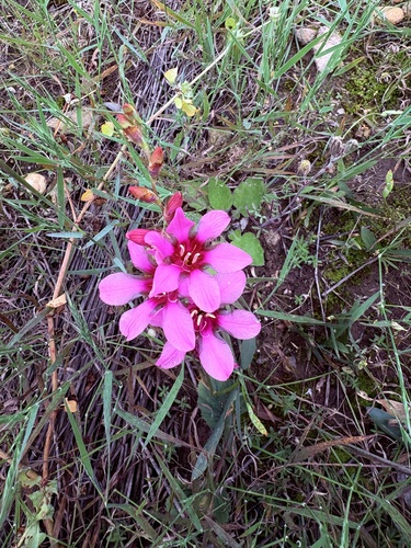 Tritonia squalida, photograph 2