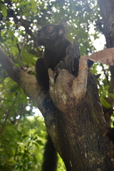 Eulemur macaco