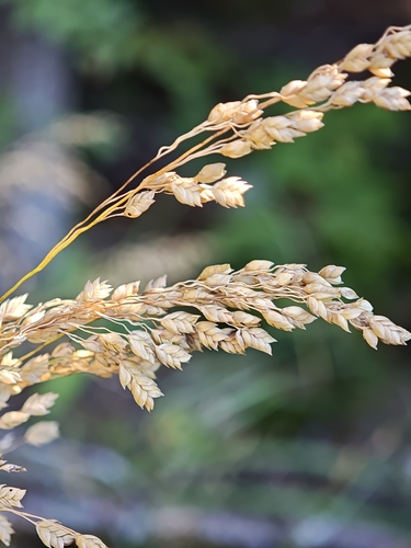 Glyceria canadensis, photograph 1