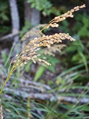 Glyceria canadensis, photograph (c) kursic, some rights reserved (CC BY)