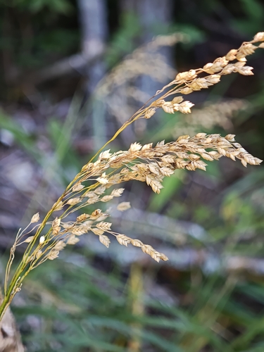 Glyceria canadensis, photograph 3