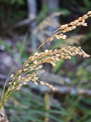 Glyceria canadensis, photograph (c) kursic, some rights reserved (CC BY)