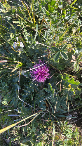 Stemless Thistle