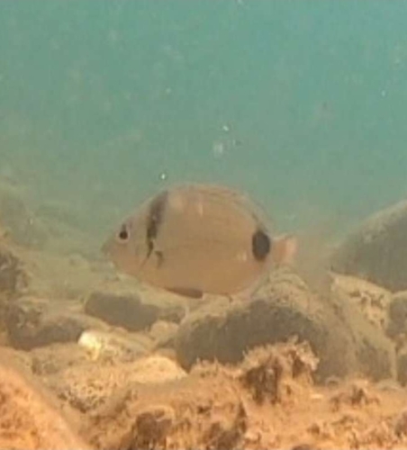Common Two-banded Seabream