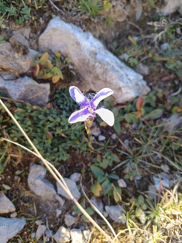 Fringe-flowered Gentian