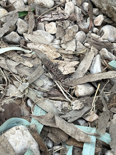 Mediterranean House Gecko