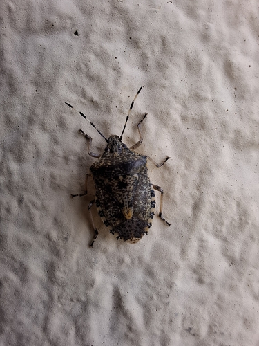 Mottled Stink Bug