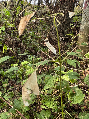 Lunaria rediviva