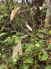 Lunaria rediviva, photograph (c) Nikita Lavrenov, some rights reserved (CC BY)