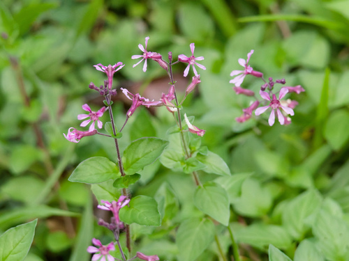 Cuphea racemosa