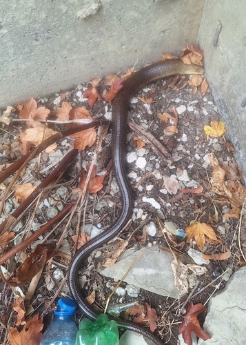 European Glass Lizard
