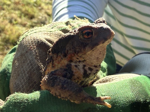 European Toad