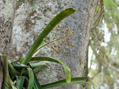 Hohenbergia augusta