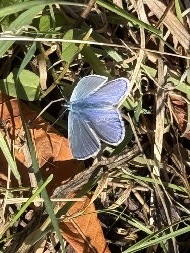 Common Blue