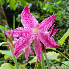 Hippeastrum reticulatum