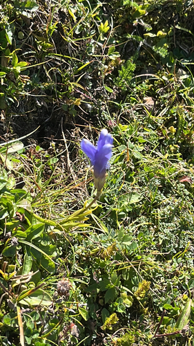 Fringe-flowered Gentian