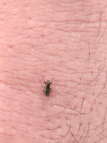 Clover Weevil