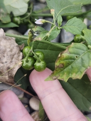 author not stated, no rights reserved Solanum emulans, photograph author not stated, no rights reserved