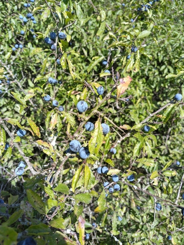 Blackthorn