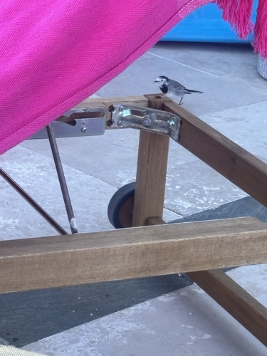White Wagtail