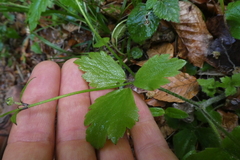 Ranunculus lanuginosus