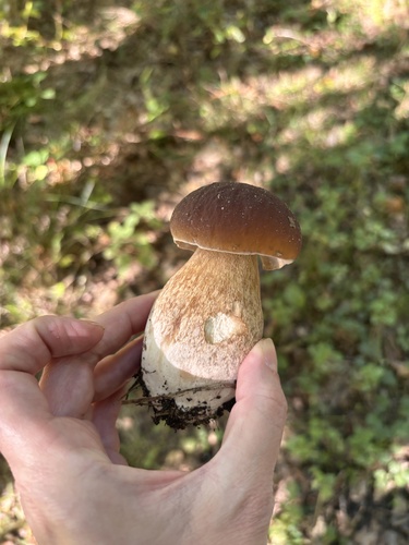 King Bolete