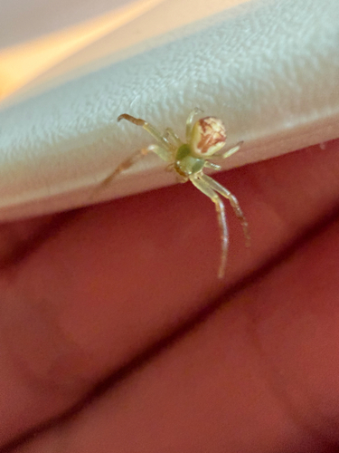 Triangle Crab Spider