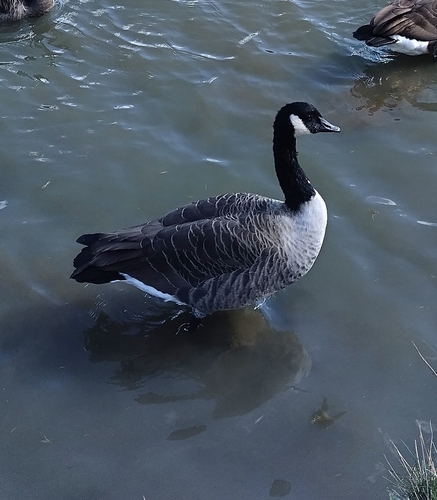 Canada Goose