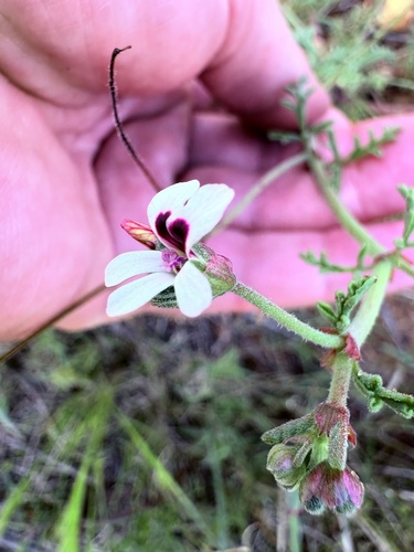 Pelargonium senecioides