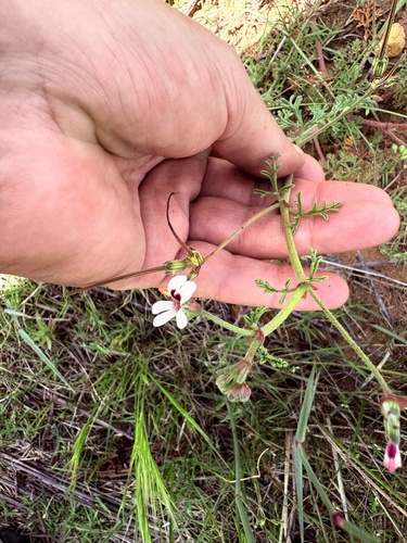 Pelargonium senecioides, photograph 2