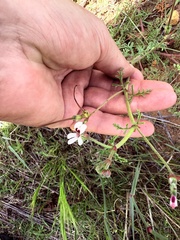 (c) Christina, some rights reserved (CC BY) Pelargonium senecioides, photograph (c) Christina, some rights reserved (CC BY)