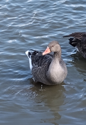 Greylag Goose
