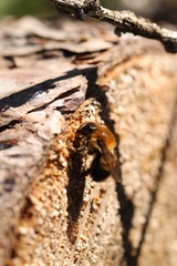 Megachile nigriventris