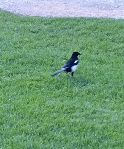 Eurasian Magpie