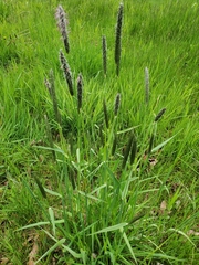 Alopecurus pratensis