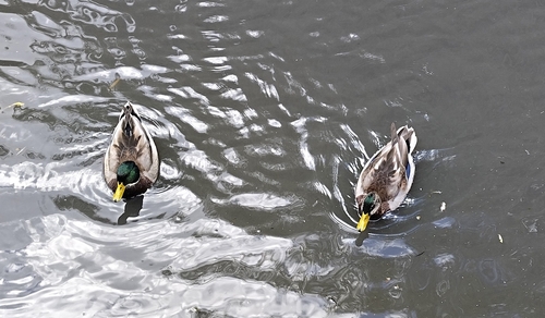 Mallard