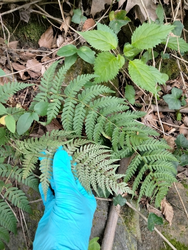 Dryopteris marginalis, photograph 2