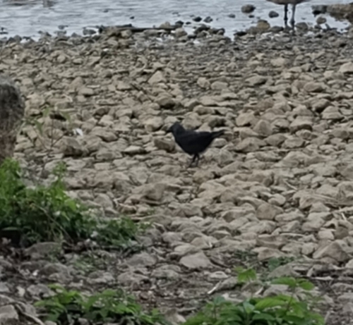 Eurasian Jackdaw