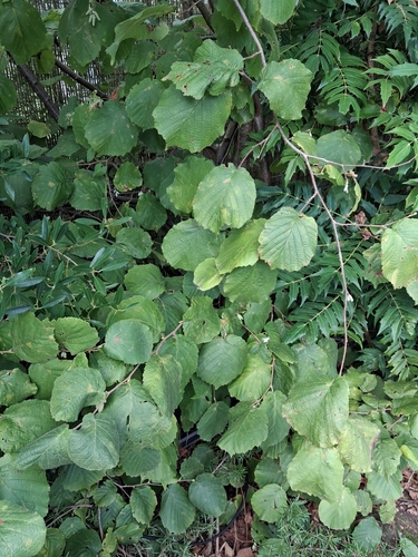 Corylus avellana, photograph 2